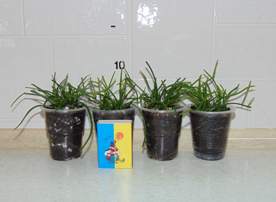 Ріпсаліс волосовидний (Rhipsalis capilliformis)