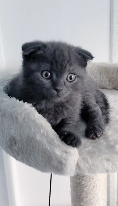 Fêmea Scottish fold blue