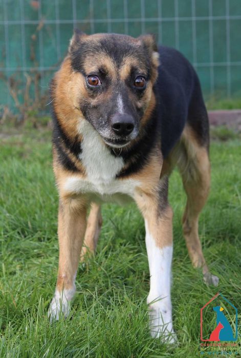 Piesek Adys szuka domu!