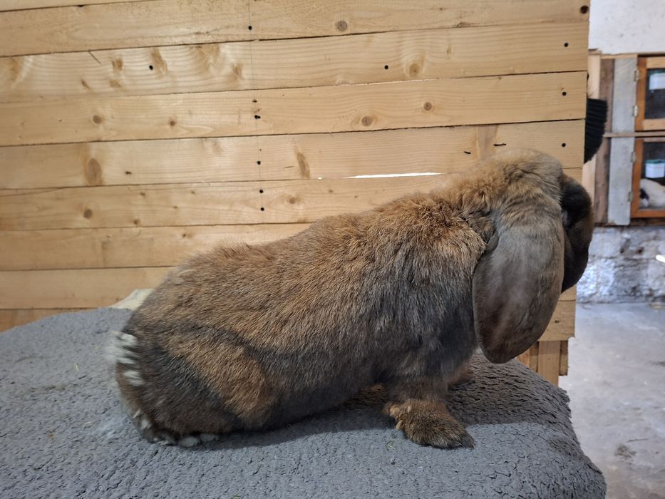 Samica francuski barana Madagaskar