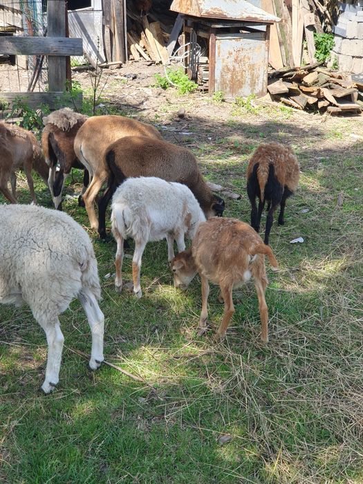 Owce kamerunskie, mix dorper