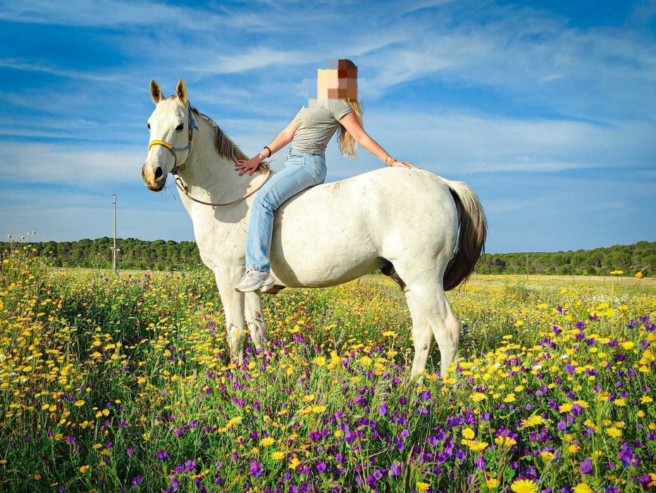 Vendo cavalo Luso-árabe