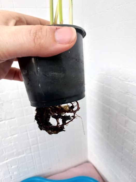 Циперус варієгатний вариегатный