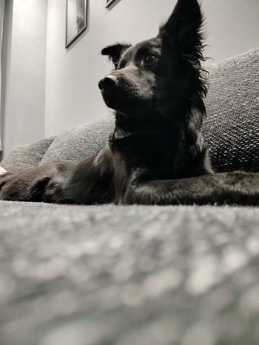 Oddam psa w dobre ręce