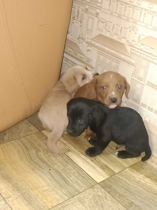 Цуценята такси хлопці