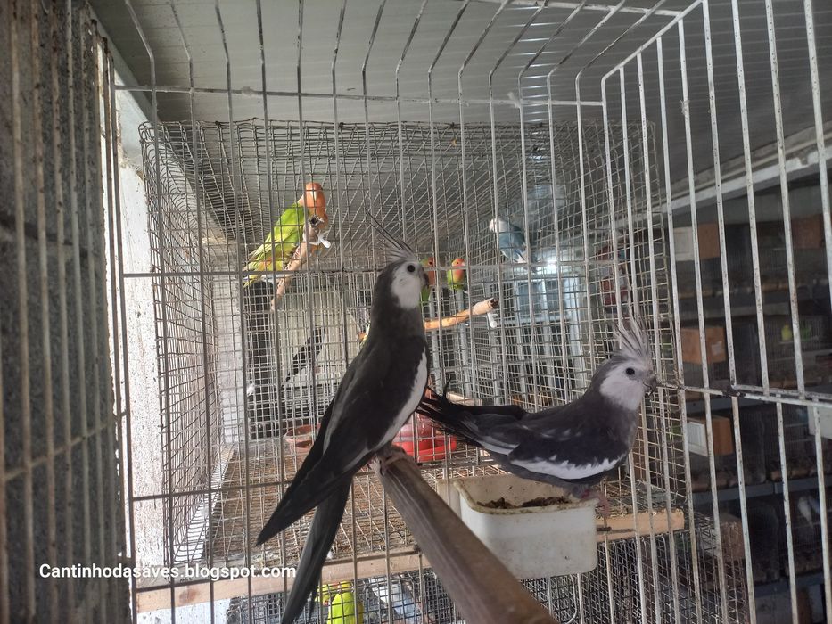 Caturras para cedência