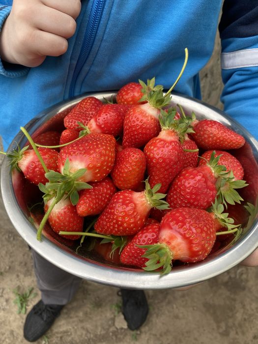 Продам саженцы клубники Альба