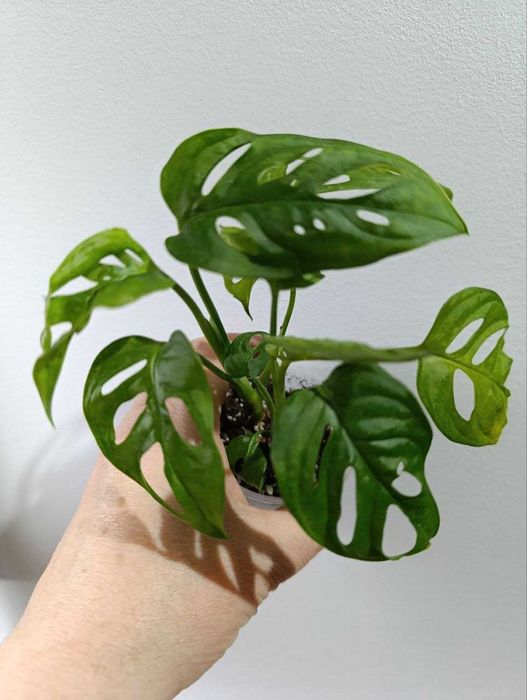 Фікус, монстера, пілея, пасіфлора