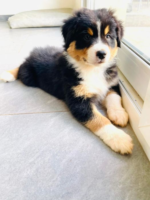 Pastor australiano com LOP