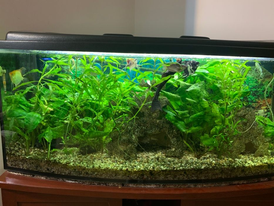 Rośliny akwariowe