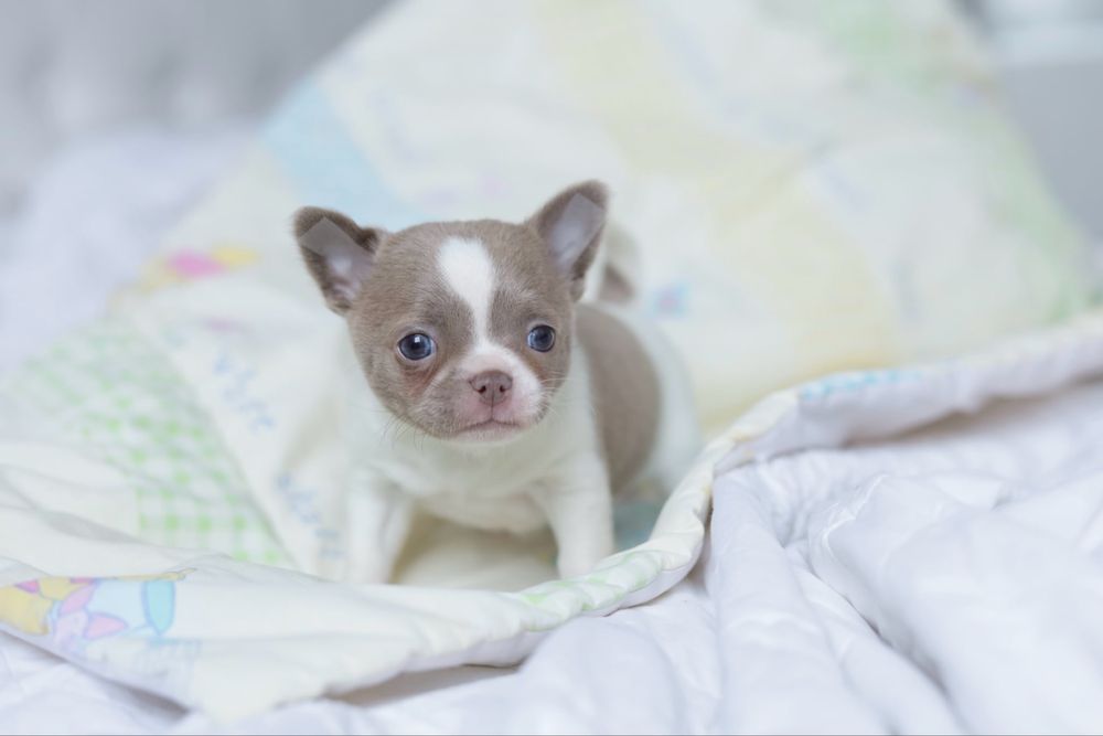 Чишка мальчишка, стандарт