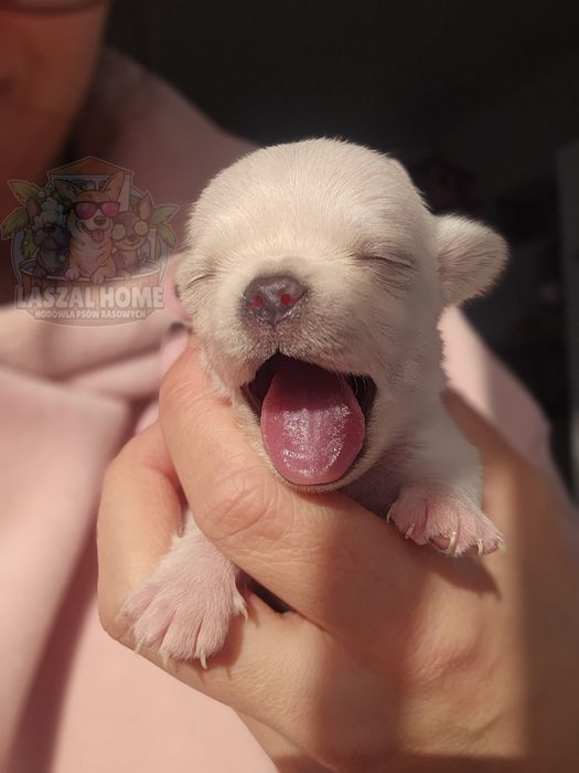 Chihuahua Mini dziewczynka suczka MIMI