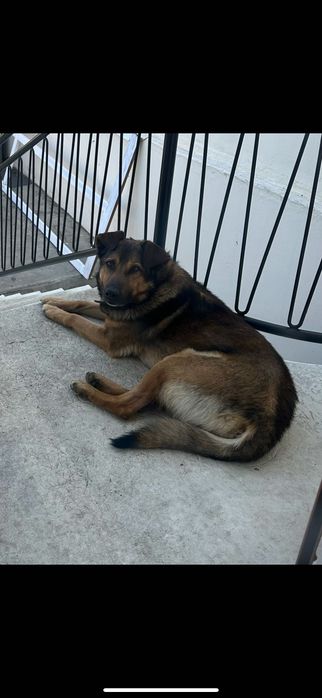 Dá-se cão Pastor Belga macho com 7 anos