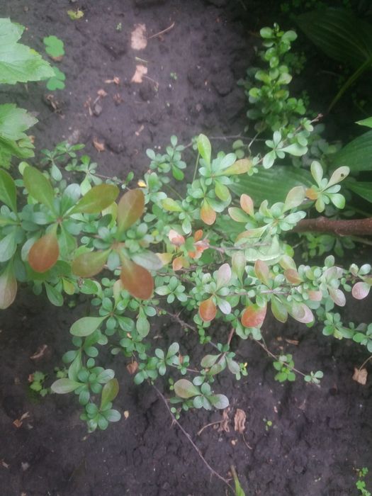 Барбарис. Барбарис низкорослый. Барбарис Атропурпуреа Нана.Многолетник