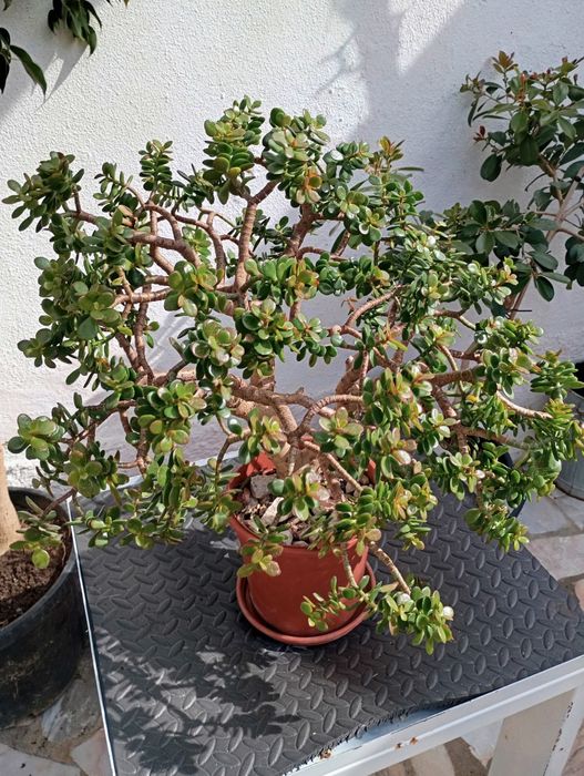 Crassula ovata minor