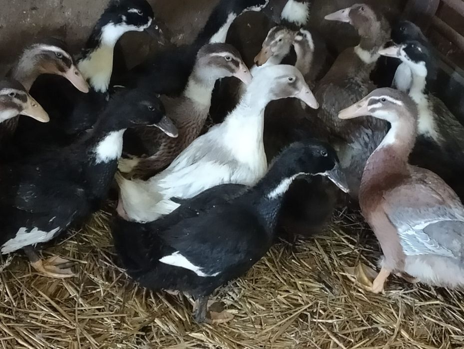 Kaczki dworki i inny drób