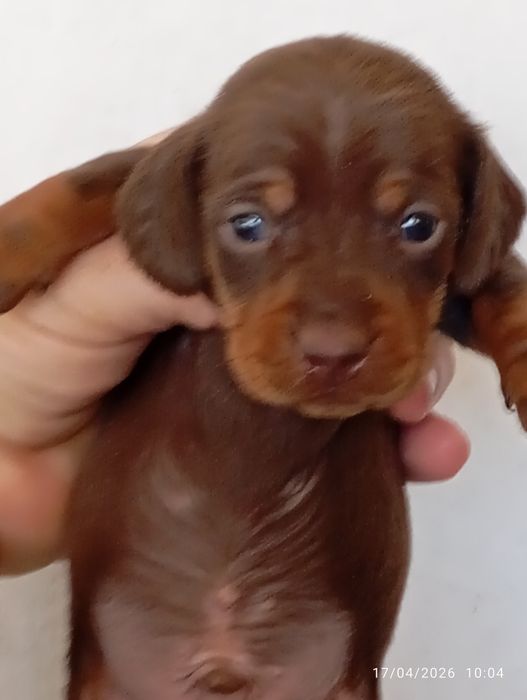 Teckel kaninchen macho