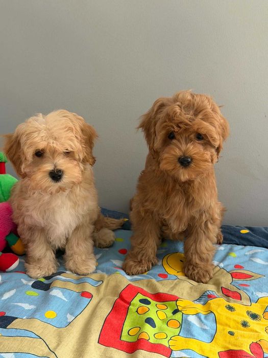 Maltipoo /Pudel toy -śliczny Piesek