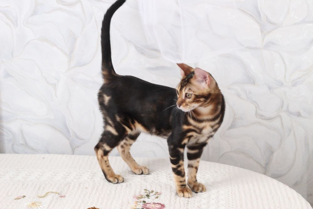 Бенгальський котик