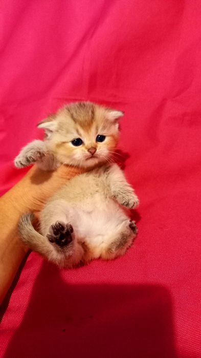 Золота шиншилла golden chinchilla