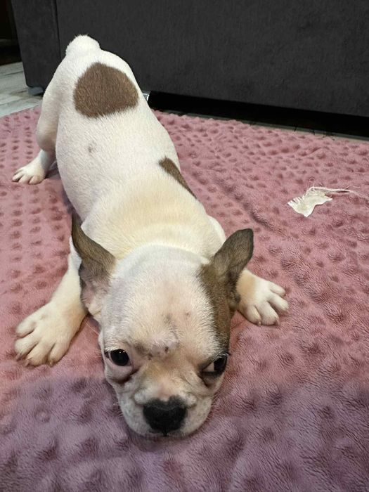 Buldog francuski suczka