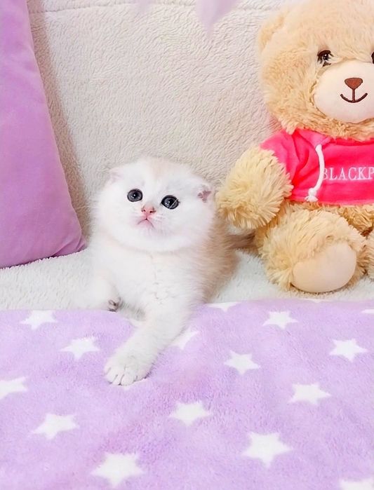 Мальчик милашка,  невероятно ласковый и добрый котёночек