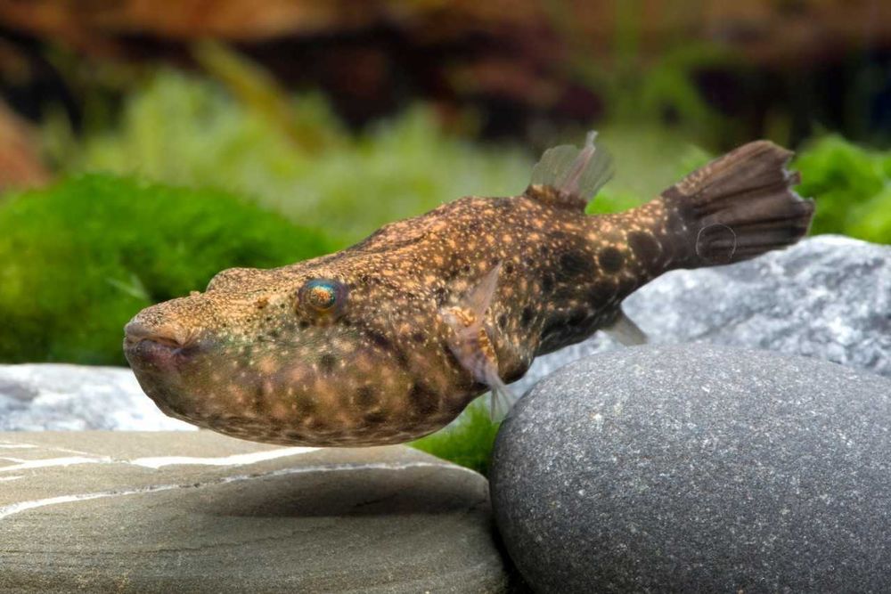 Тетрадон суватті Tetraodon (Pao) suvattii