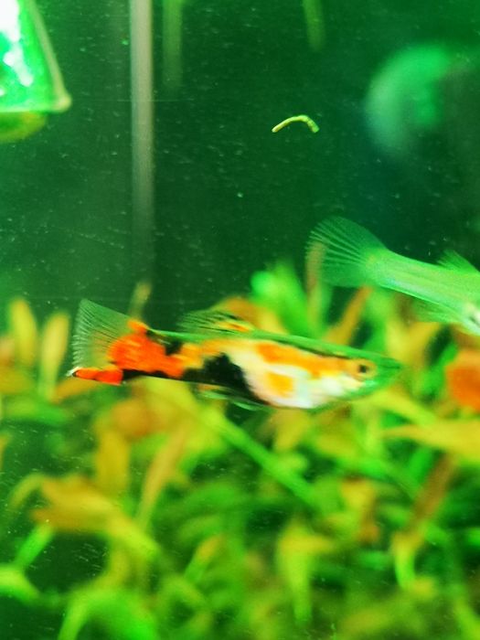 Gupiki Gupik Endlera Red Scarlet Samce Ślicznie wybarwione! Polecam!