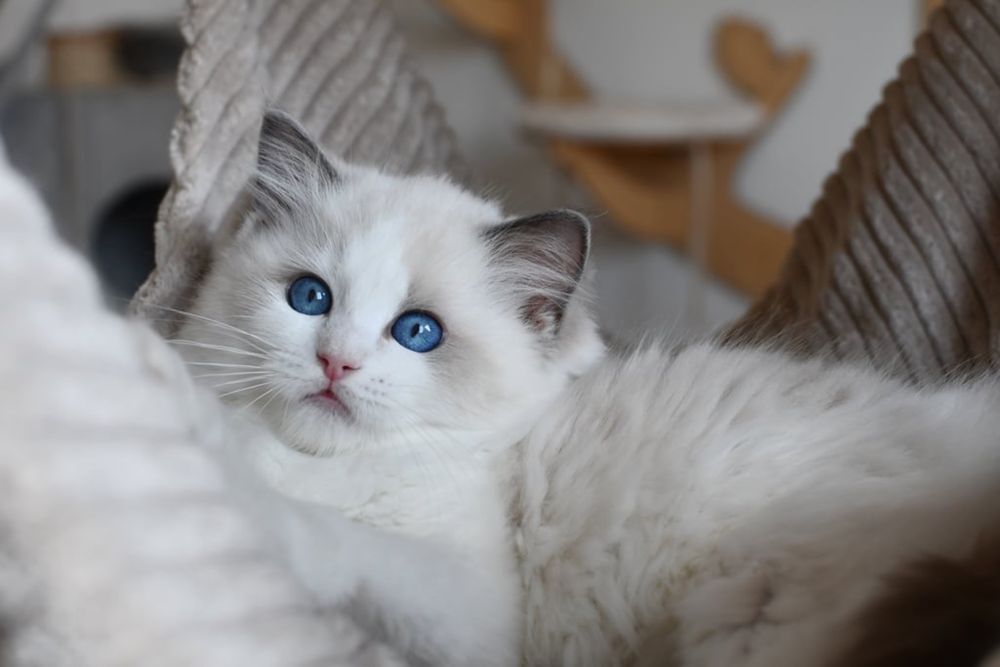 Kocurek kotka ragdoll blue bikolor*rodowód FIFE*wychowane z dzieci