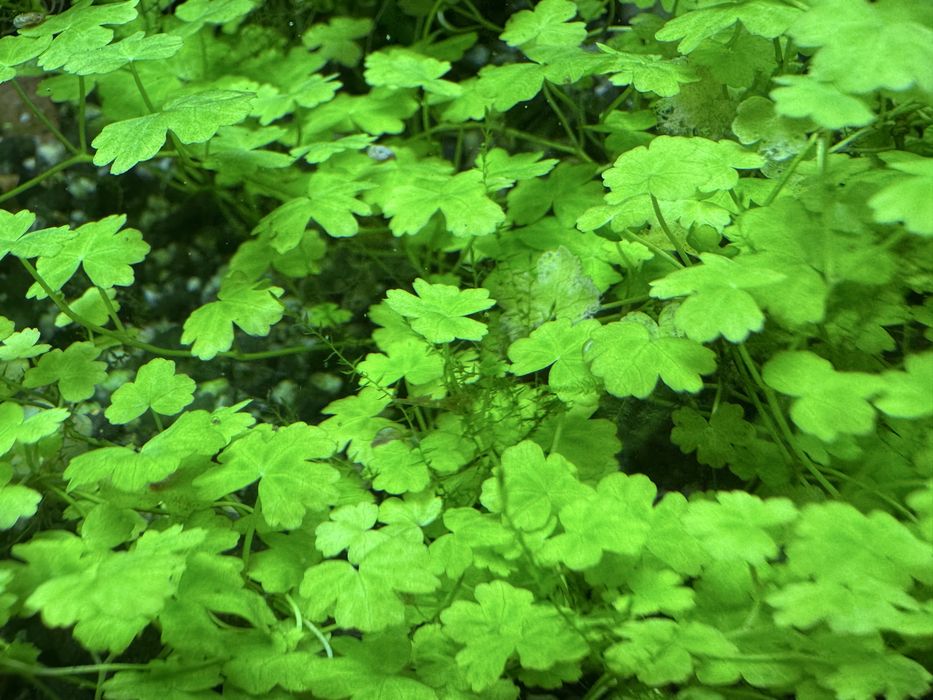 Roślina do akwarium Hydrocotyle mini