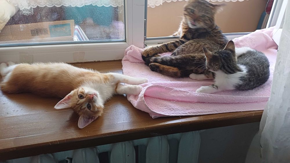 Котята-верные друзья!