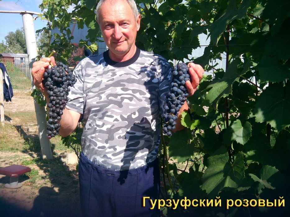 саженцы технических( винных) сортов винограда