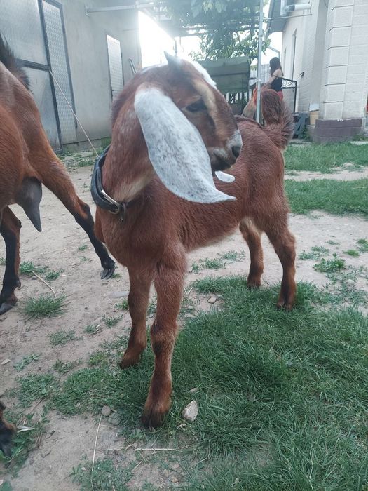 Парування кіз. 100% англо-нубійцем