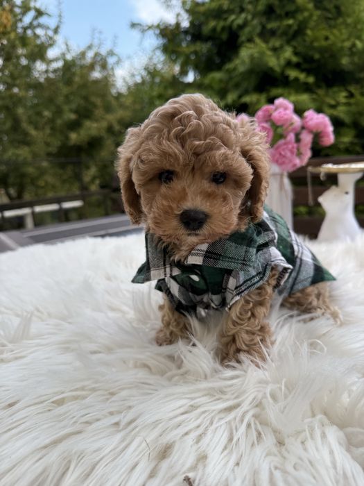 Справжні мальтипу чіп паспорт