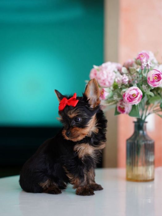 Самые красивые девочки и мальчики