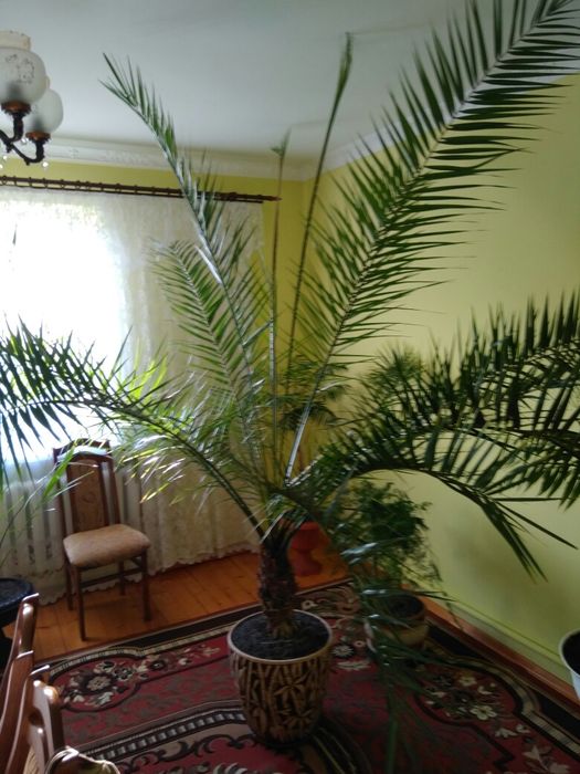 Продам ПАЛЬМУ фінікову,велику