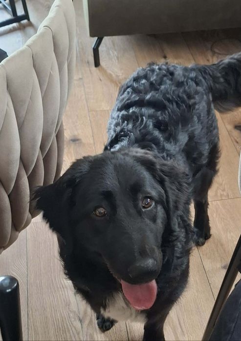 Do oddania suczka Lola