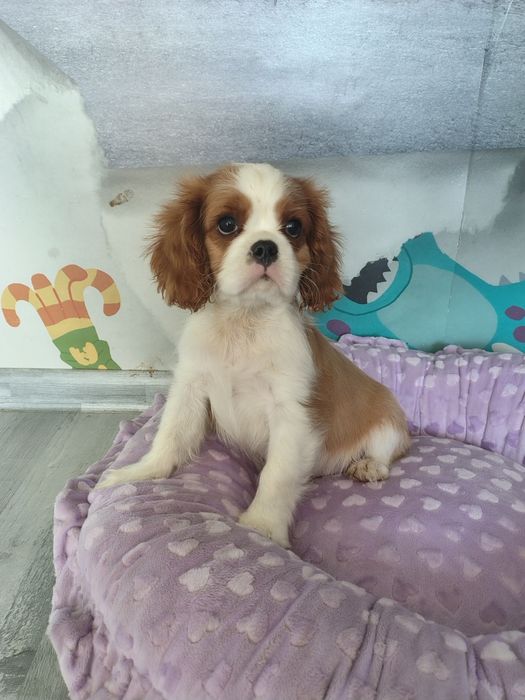 *Cavalier King Charles Spaniel piesek blenhime *