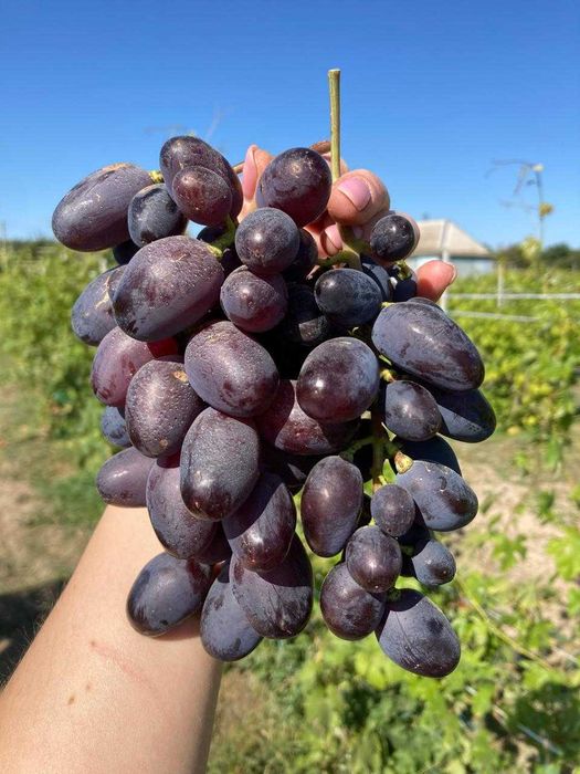 Продаж виноградника Чернігівська область (земельна ділянка)
