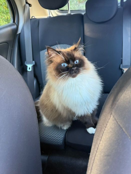 zaginął kot ragdoll