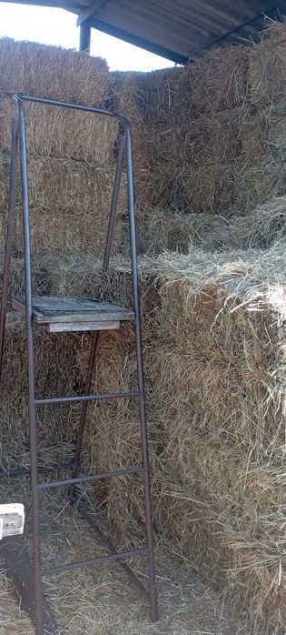 Луговое сено разнотравье 2025 г