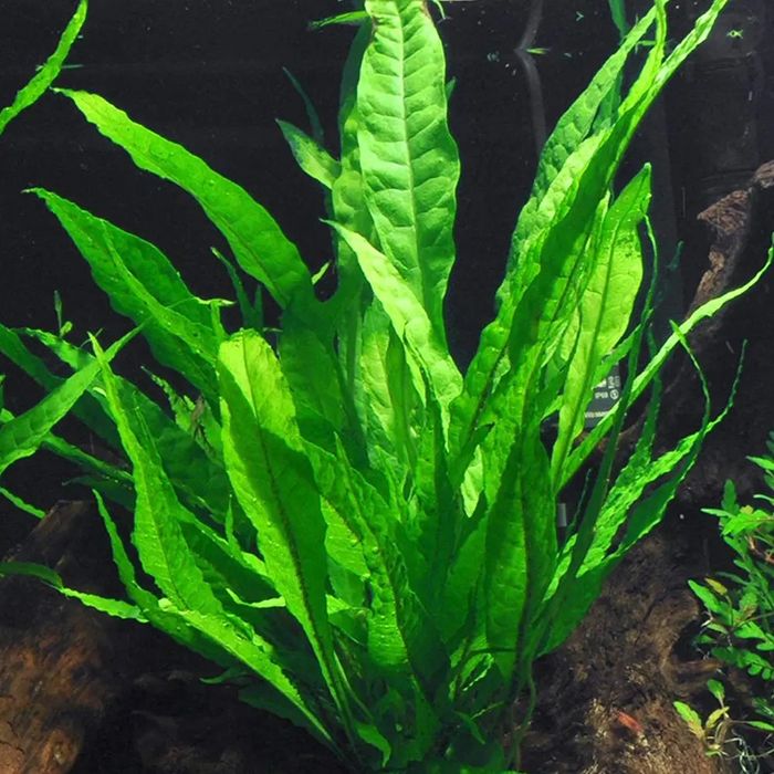 Varias plantas aquaticas