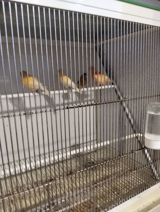 Variedades Canários