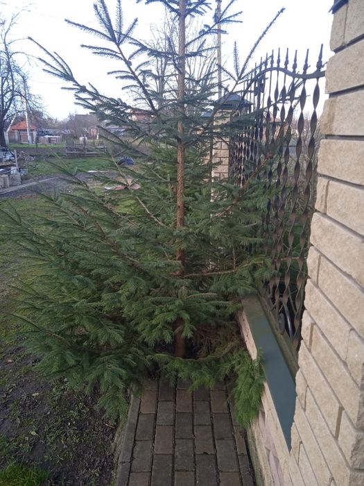 Продам Ялини на Різдво.Підзріз живі.
