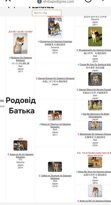 Шиба-іну, Сіба-іну, Shiba,Сиба дівчинка!