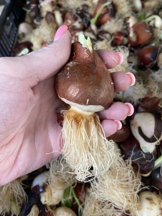 Продаж цибулин тюльпанів після вигонки!