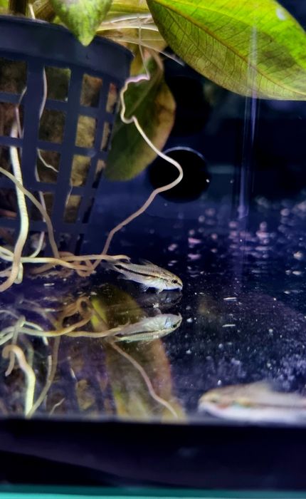 Kirysek pigmej (Corydoras pygmaeus)