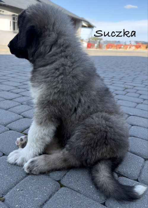 Owczarki kaukaskie