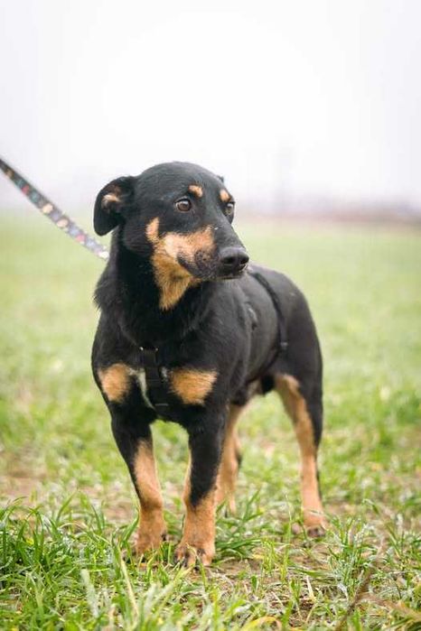 Bardzo przyjazny i nieduży Boluś szuka domku