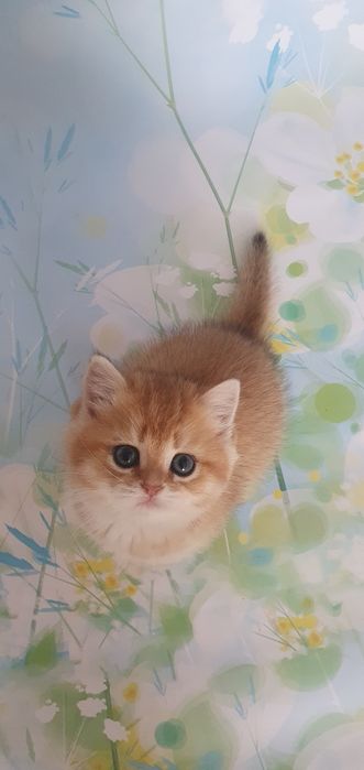 Кошеня золота шиншила